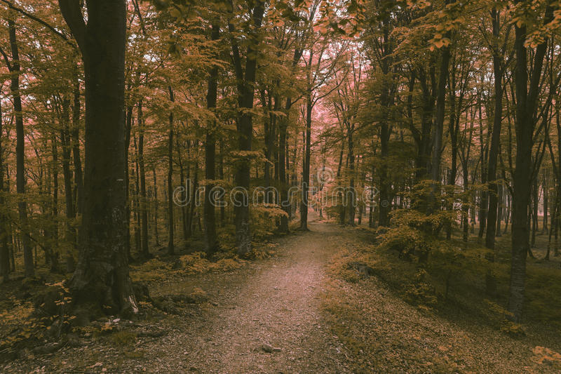 romantic-trail-misty-forest-dark-scary-like-fairy-tale-91285845